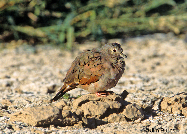 Ruddy Ground-Dove feathers fluffed out
